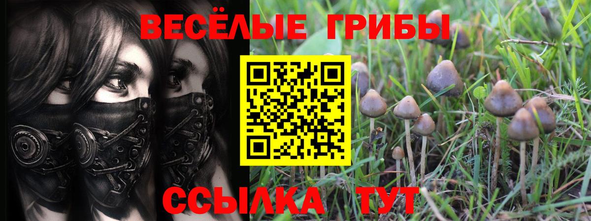Елец  наркота  Вход с VPN  Псилоцибиновые грибы ЛСД  Псилоцибиновые грибы Psilocybine cubensis 